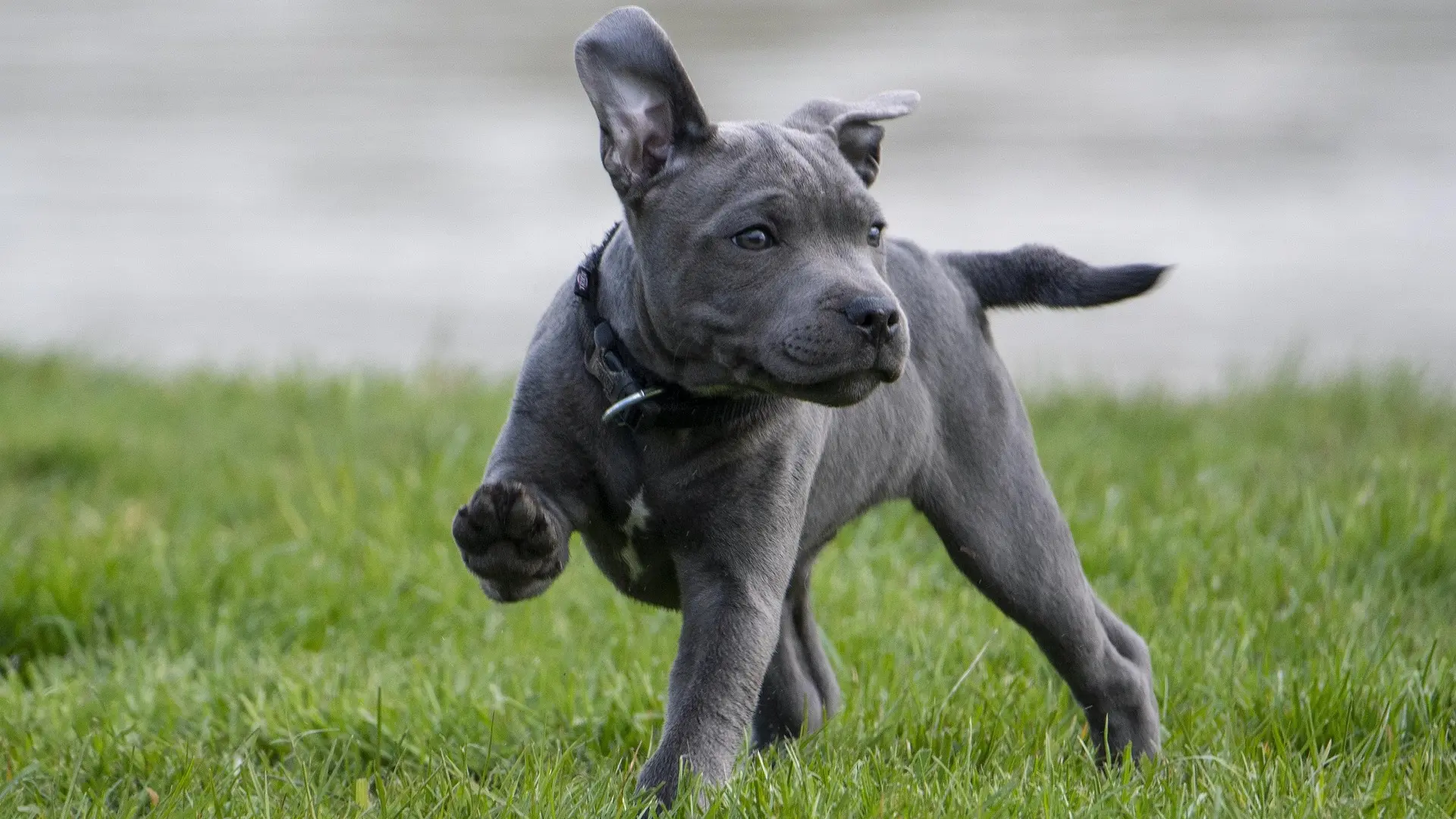 staford kuče pas psi životinje pixabay-68c2fe259d667.webp