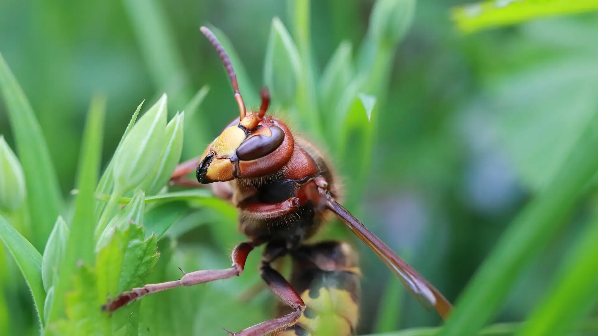 strsljen pixabay-68c1b8d3b5ac8.webp