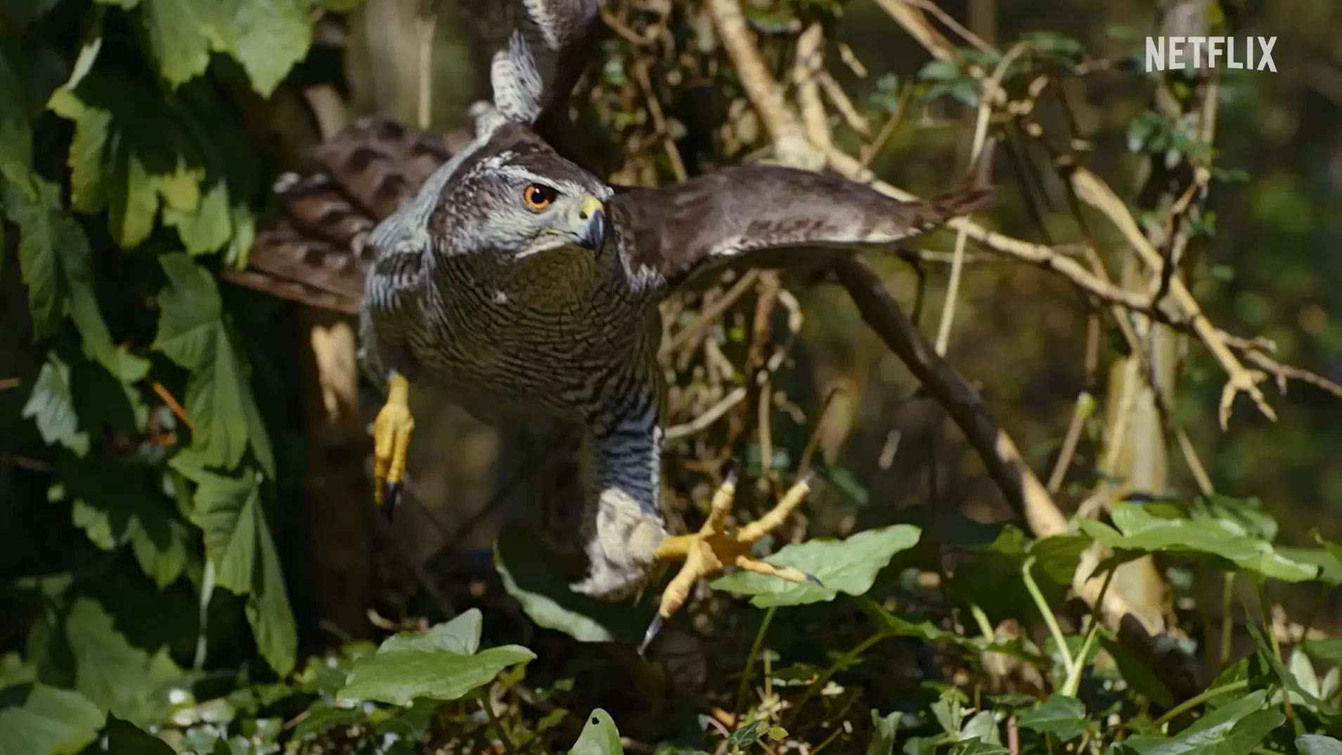 Youtube printscreen, Netflix netfliks-68e776cf2dacc.webp