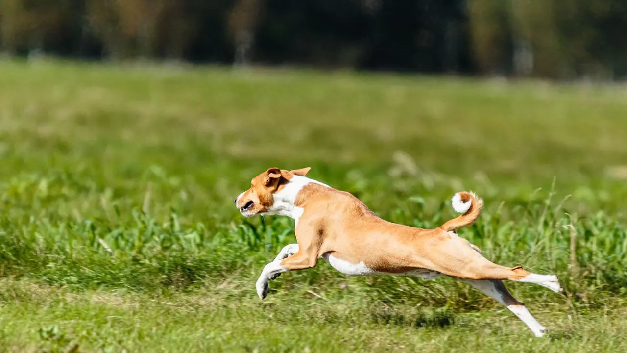 basenji, pas, rasa pasa basenji-68f279bc8a39a.webp