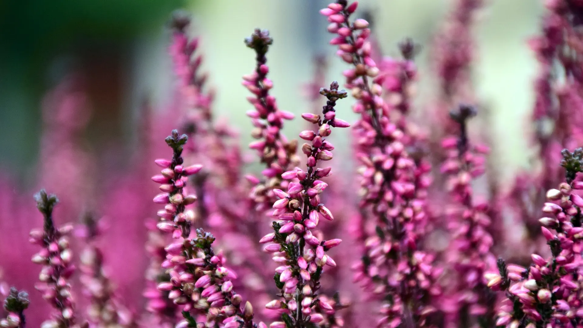 erika cveće koje cveta zimi pixabay-68f1f0b5b02a5.webp