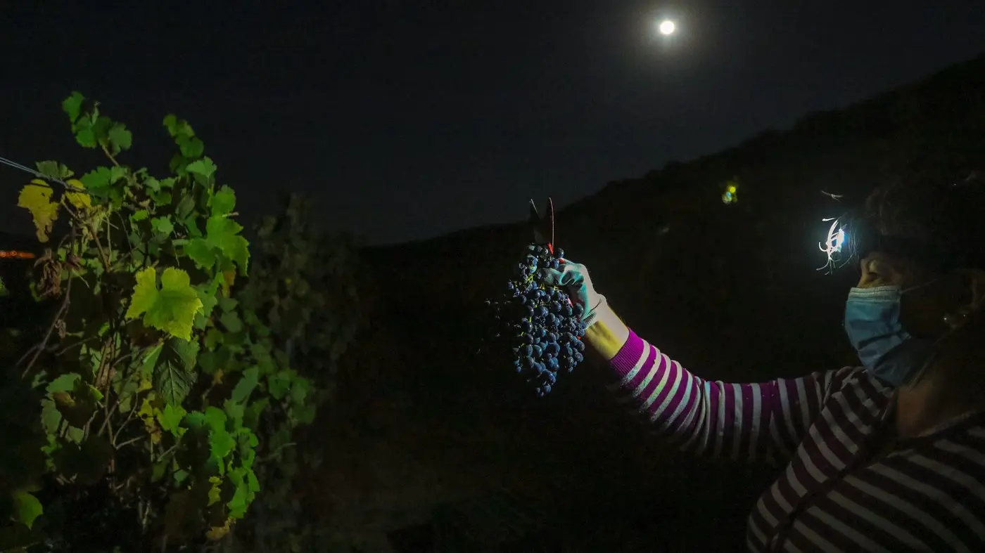 grožđe, noćna berba grožđa - profimedia-0558086891-68ea844ae093e.webp