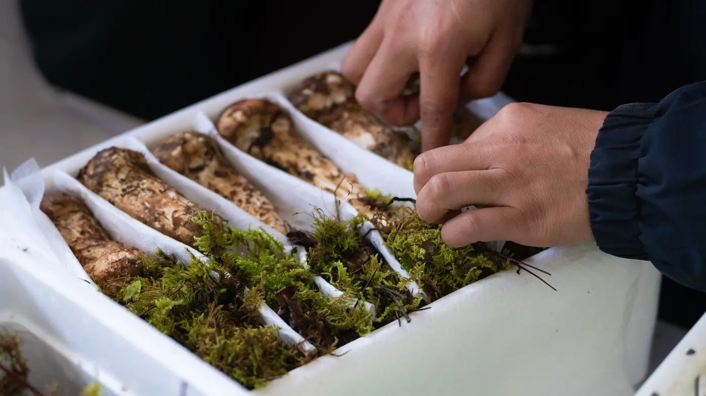 macutake pečurke - profimedia-1026603662-68eaa413f0b94.webp