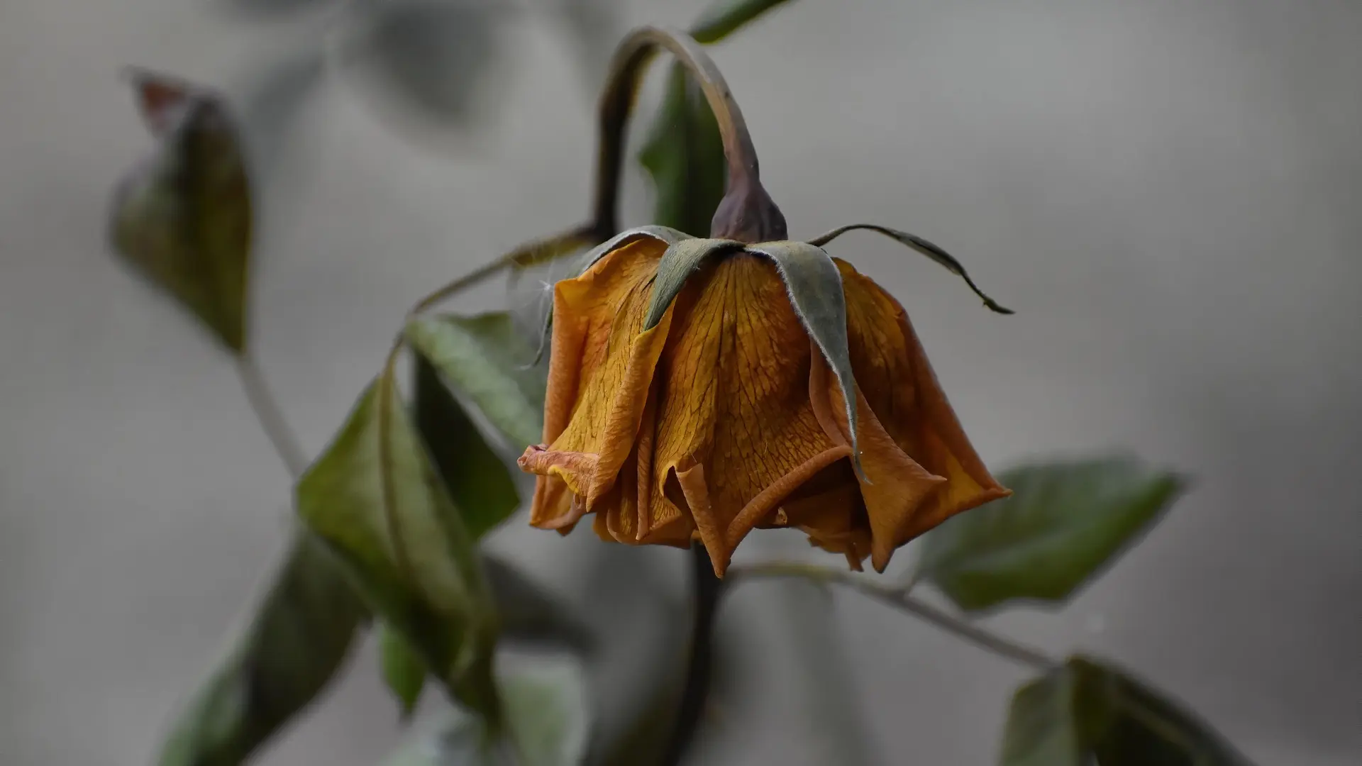 uvela ruža cveće uvelo pixabay-68f8e0c750bbd.webp