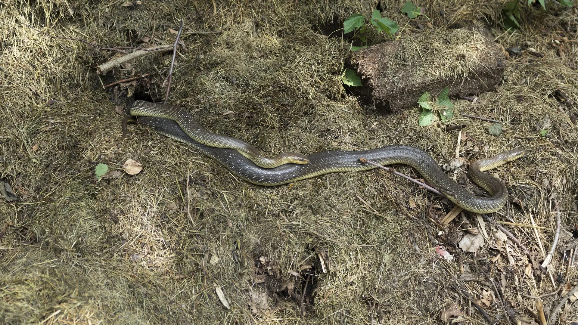 zmija smuk-68f0cfe3cf39a.webp