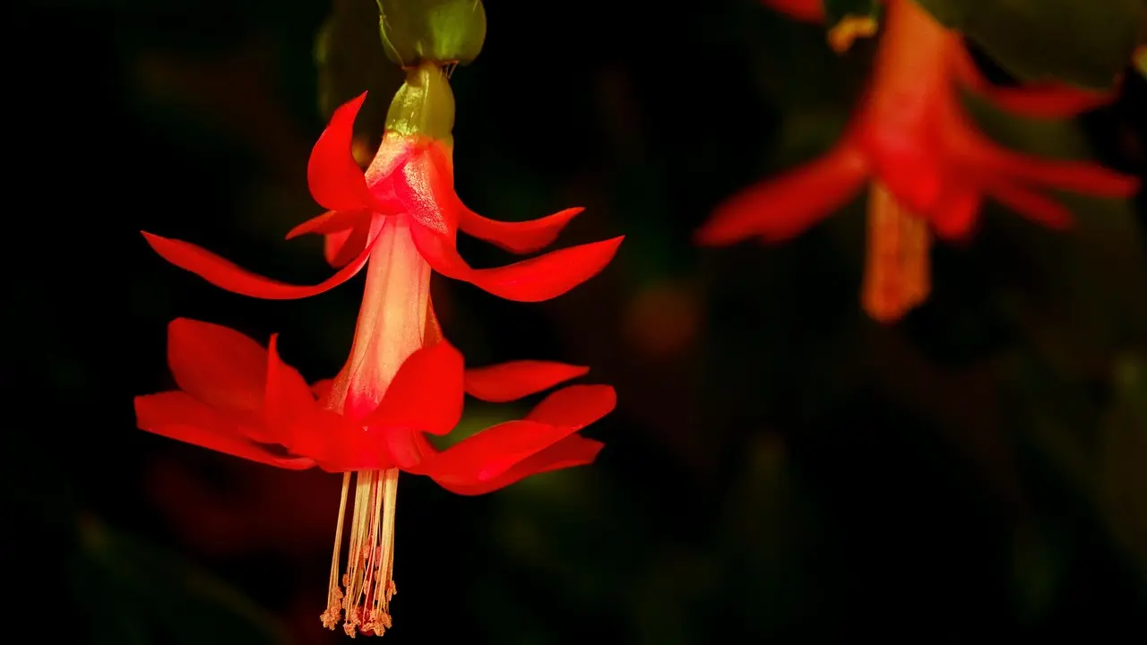 Božićni kaktus, cveće, cvet-69271d0e5d18f.webp