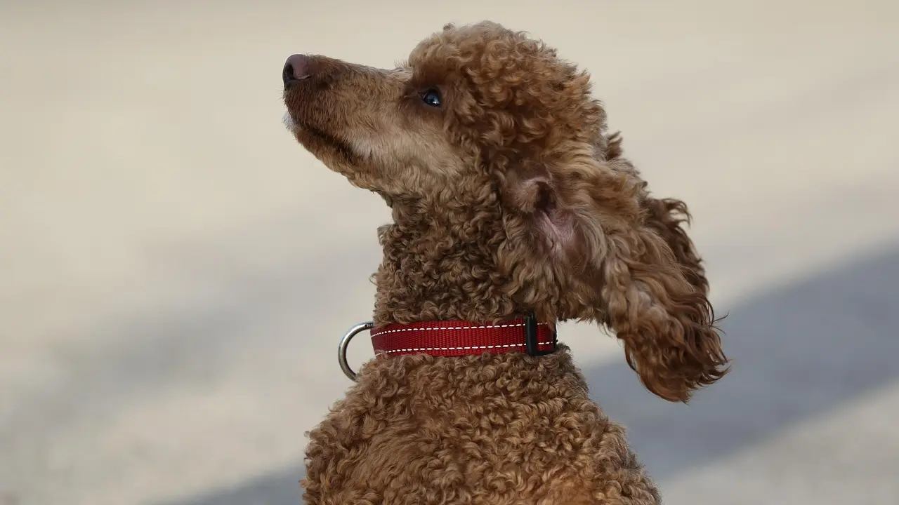 Pas, pudla, pixabay-691b2d372fee6.webp