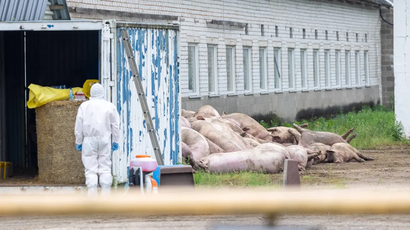 afrička kuga svinja, afrička svinjska kuga - 21 jul 2025 - profimedia-1024259383-69288038e286c.webp