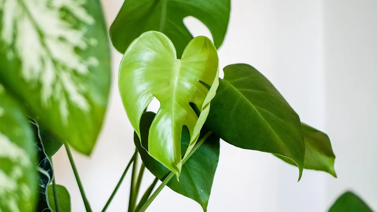 biljka, cveće, Filadendron-69259e443c6e1.webp