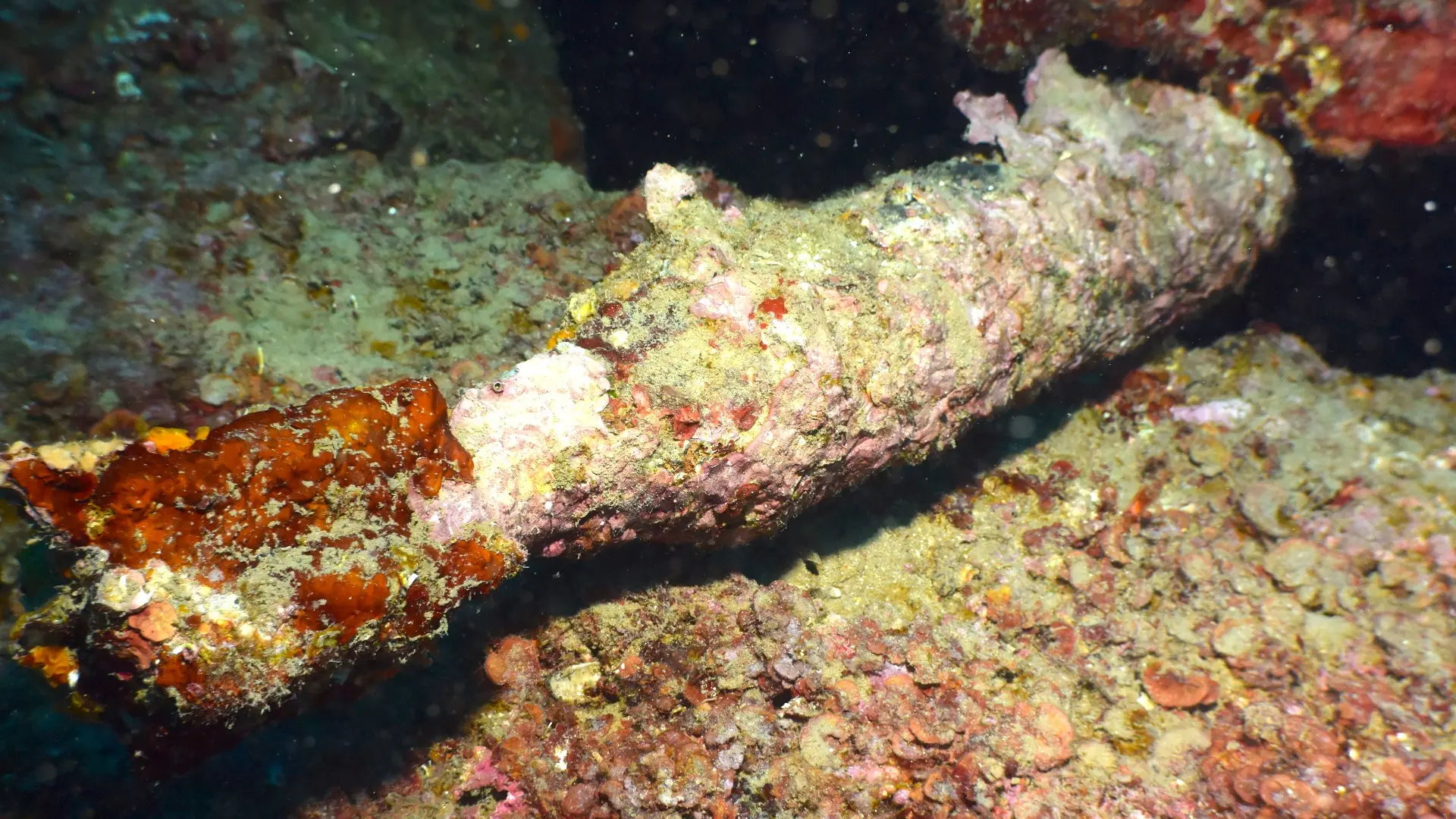 bomba iz drugog svetskog rata, bomba u okeanu moru, život pod morem, podmorski život - shutterstock_2182093137-691ee2980ef7a.webp