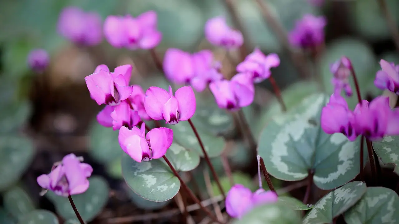 ciklama cvet, pixabay-690f6e05def7f.webp