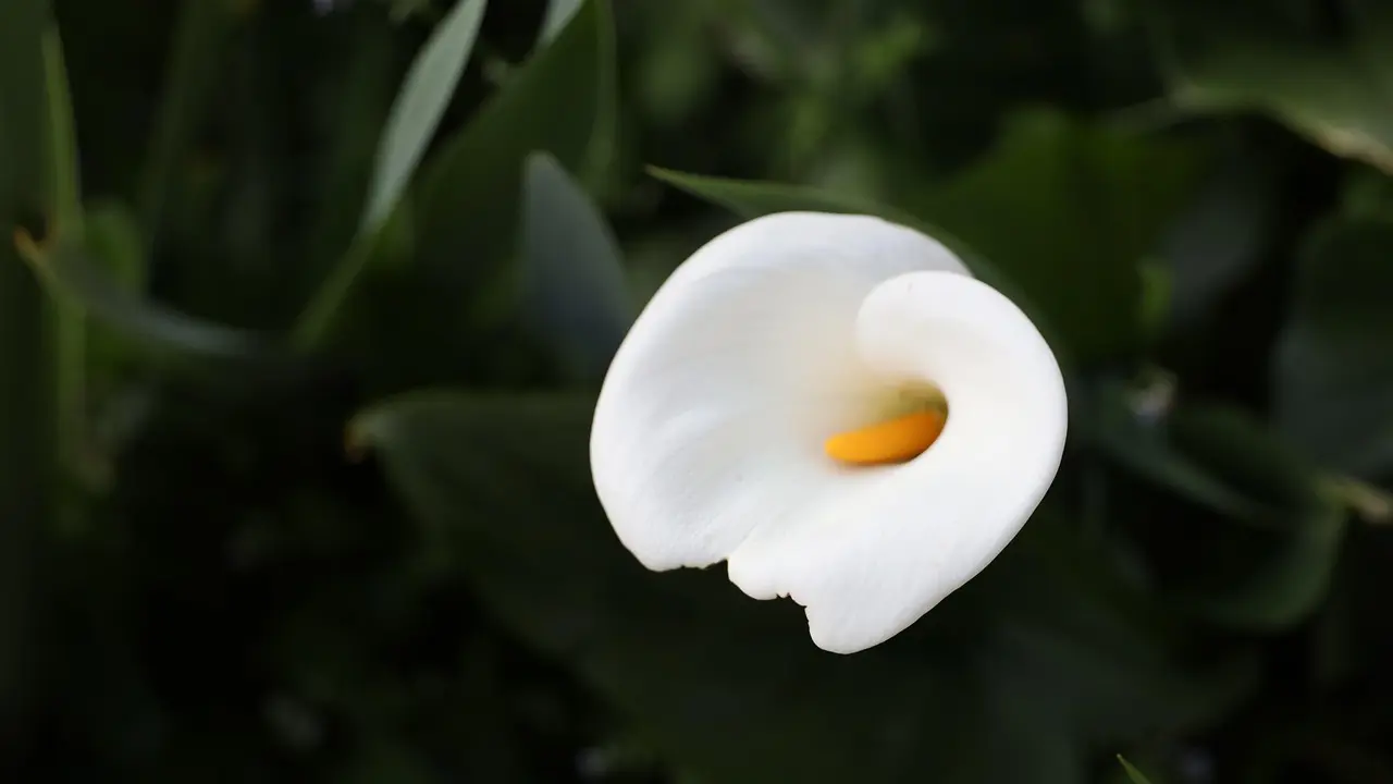 cveće kala-690750842fcb6.webp