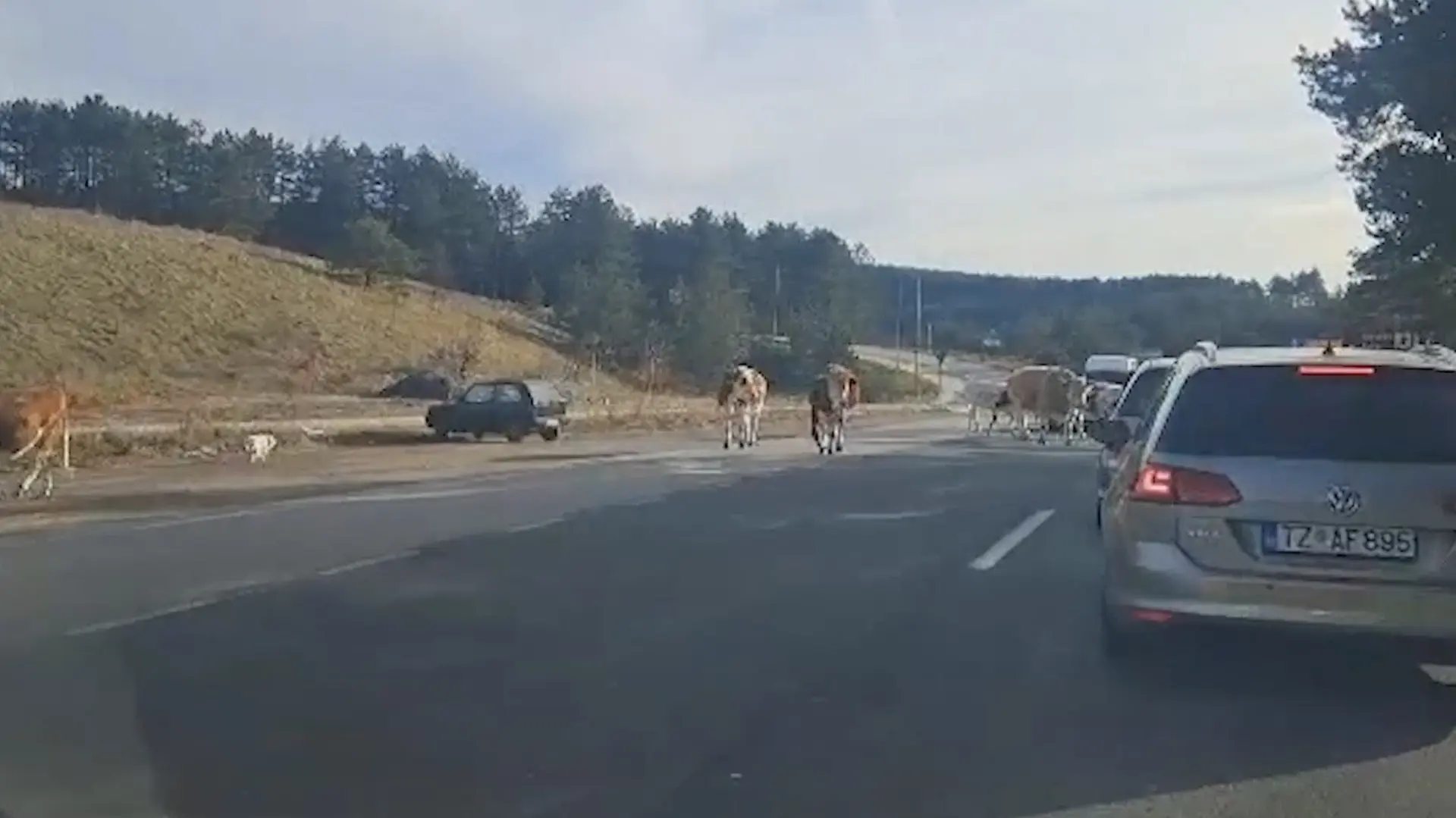 krave Zlatibor-6919a12ae87cc.webp