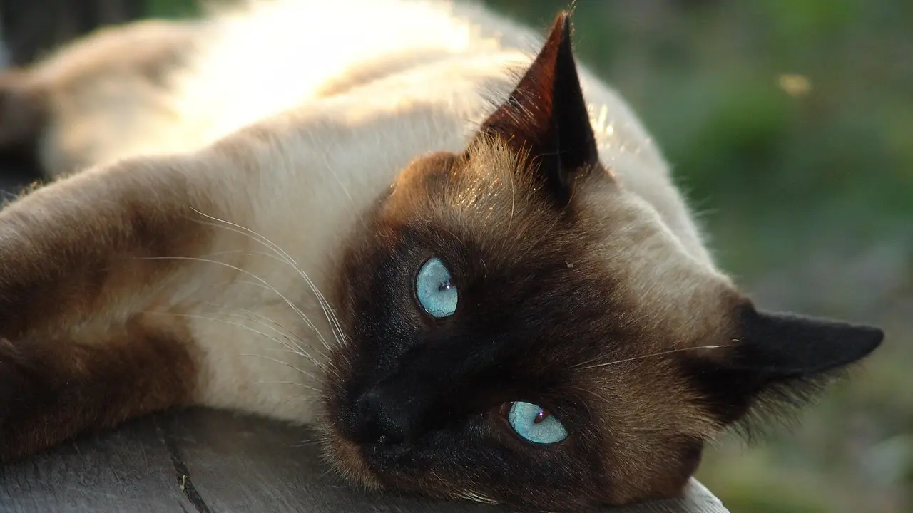 mačke, sijamske mačke-691f56993bf9d.webp