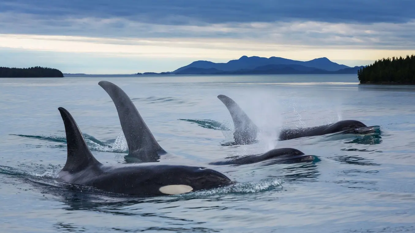 orka, orke, kit ubica, kitovi ubice - 24 jul 2016 - profimedia-0995261211-69160e45f269d.webp