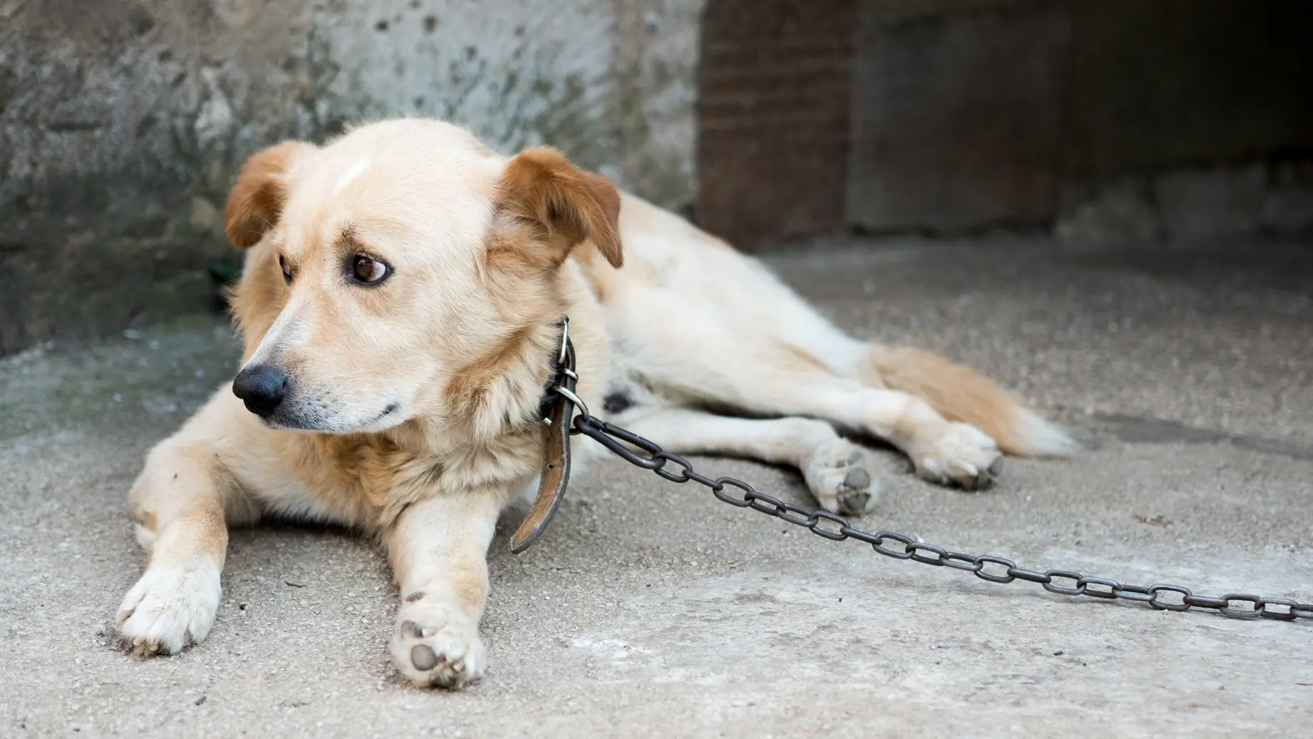 pas, psi, vezani pas, vezivanje psa pasa - shutterstock_2188974699-6912fc7b96f76.webp