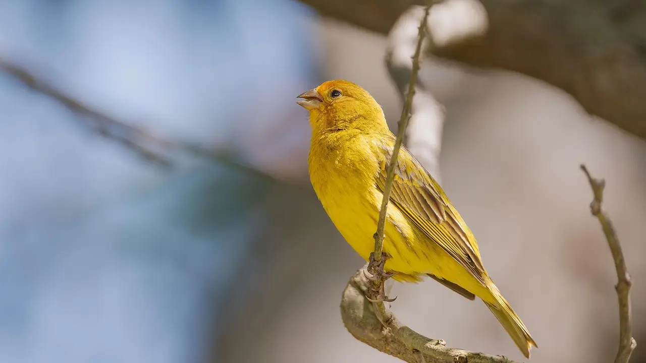 ptica, ptice, ptica zeba, cvrkut-692c3be14aa81.webp