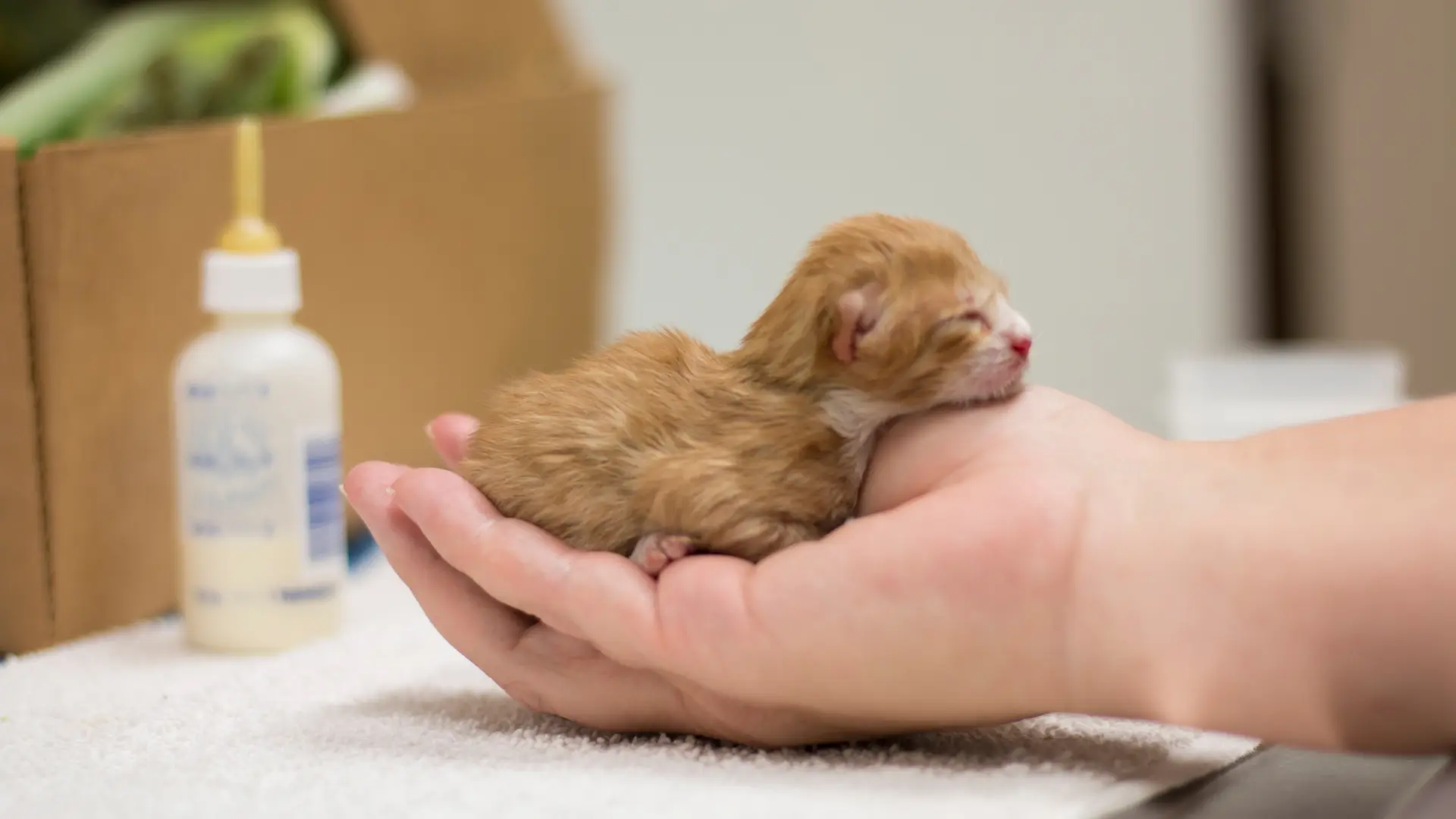 shutterstock_2166191117 mače mačka mačke novorođenče malo mače beba-6916047b5634e.webp