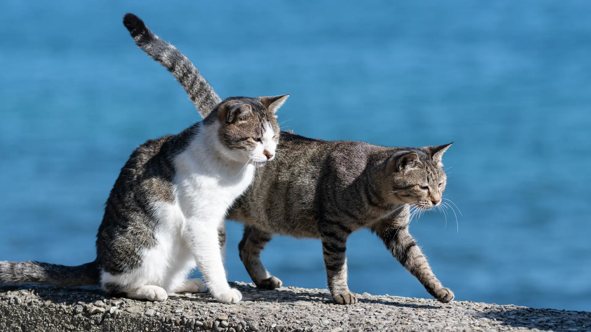 shutterstock_2479898219 mačke more ostrvo-69258bdf218a8.webp