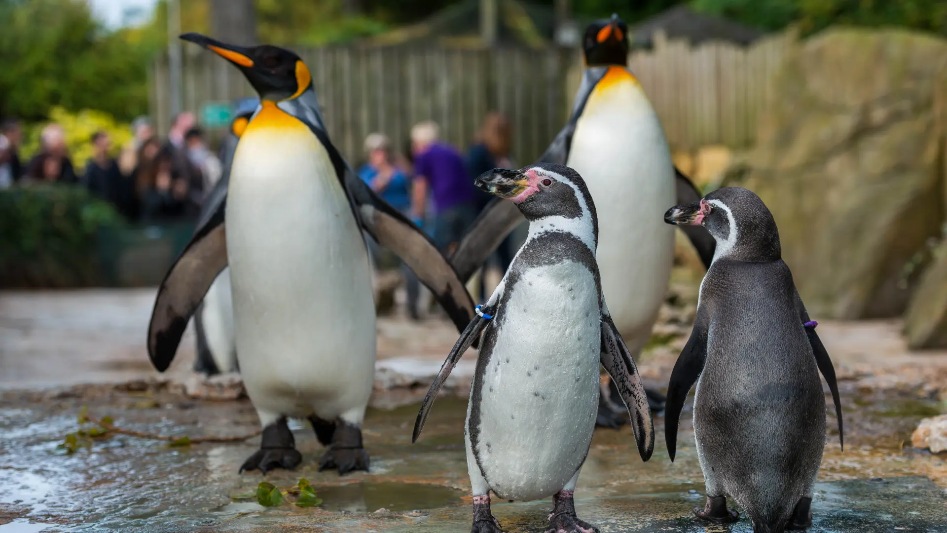 shutterstock_2523340407 pingvini zoo vrt-69161d9aa5daa.webp