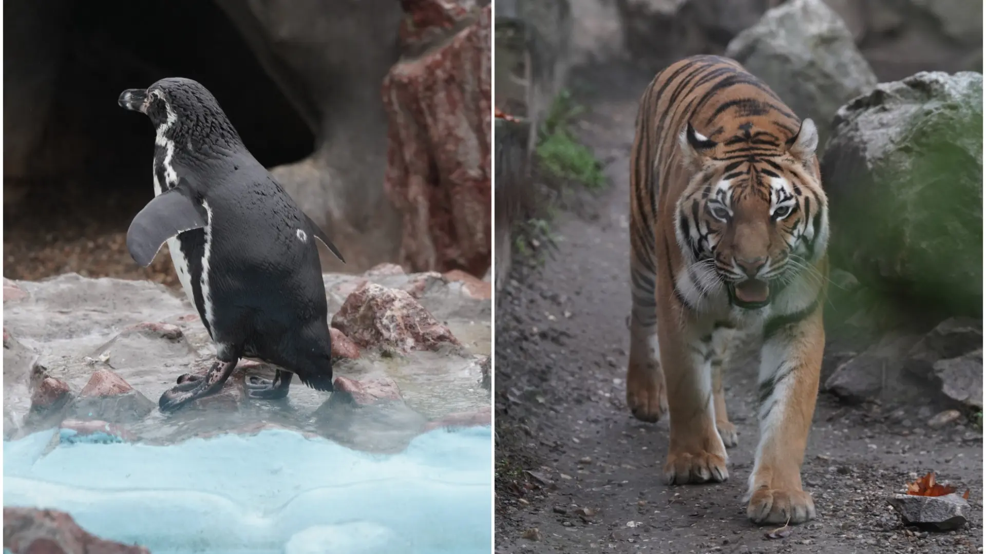 Beo Zoo Vrt (7)-693c23b0b05e7.webp