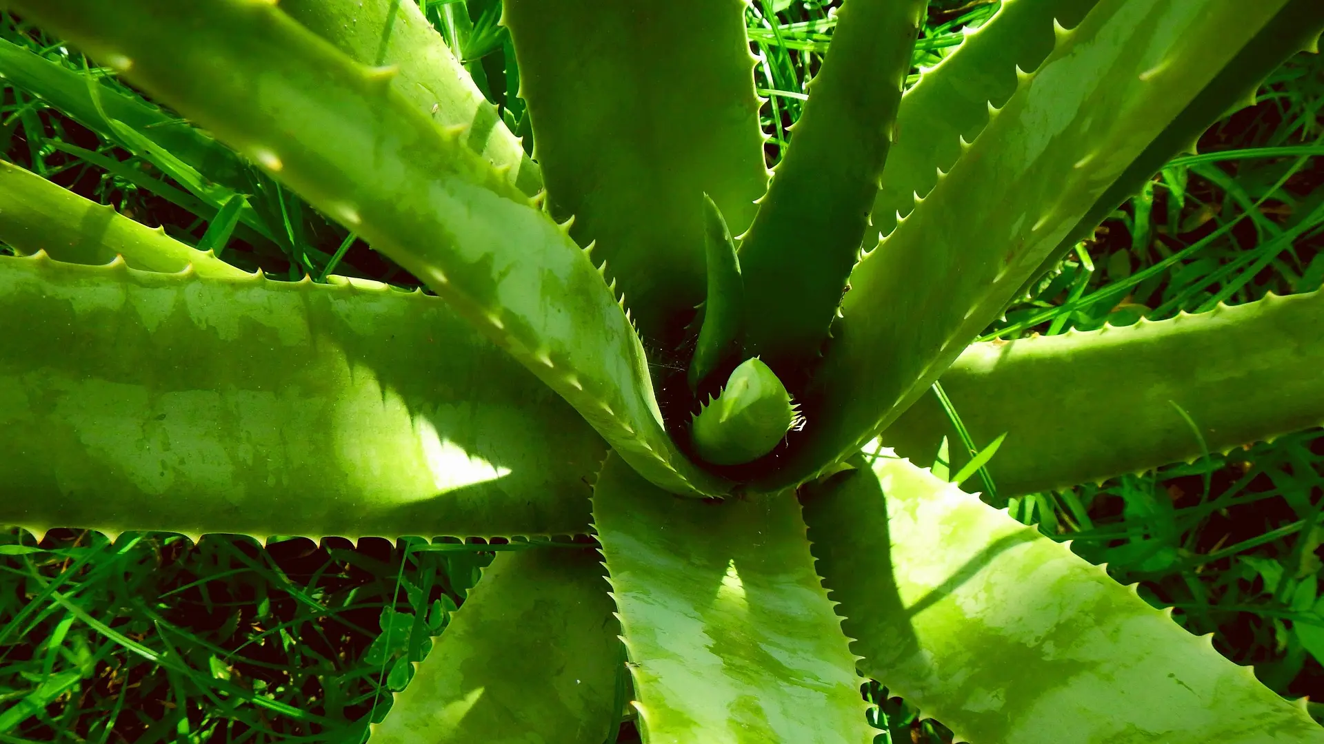aloe vera aloja-6941bf3947df5.webp