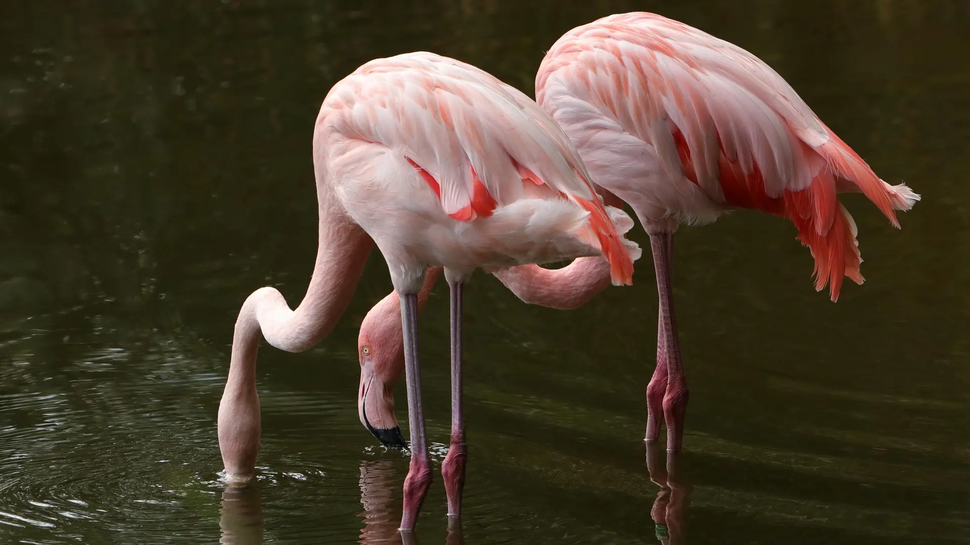 flamingosi ptice-693934ab9c696.webp