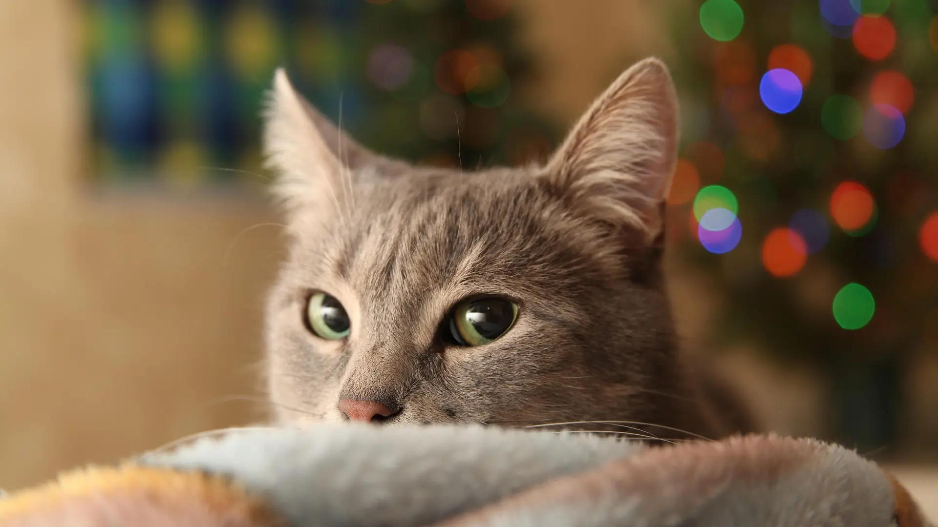 mačka jelka nova godina pixabay 1-6934209e91d24.webp