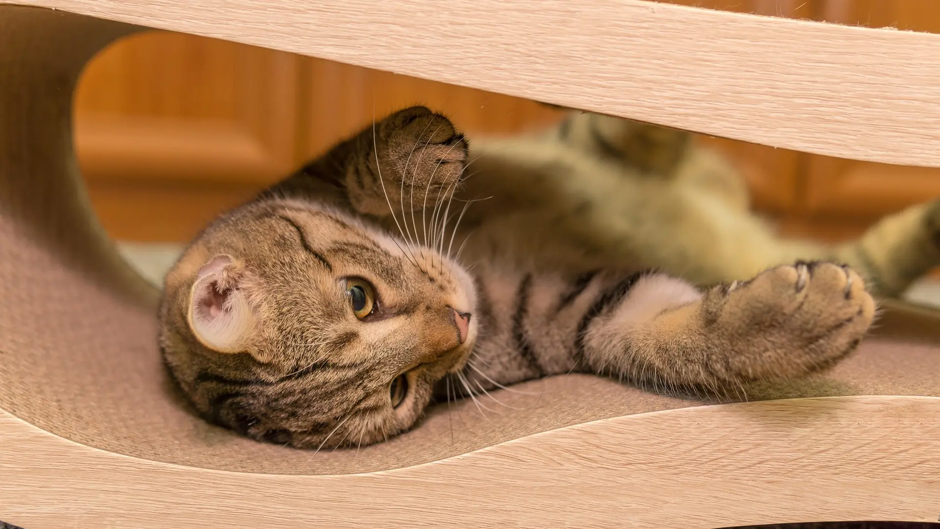 mačka mačke-694015a5ed6a8.webp