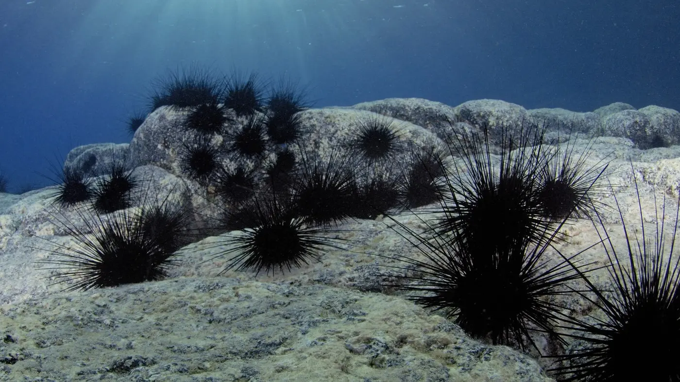 morski ježevi - profimedia-0934106576-693ff56b7e11f.webp