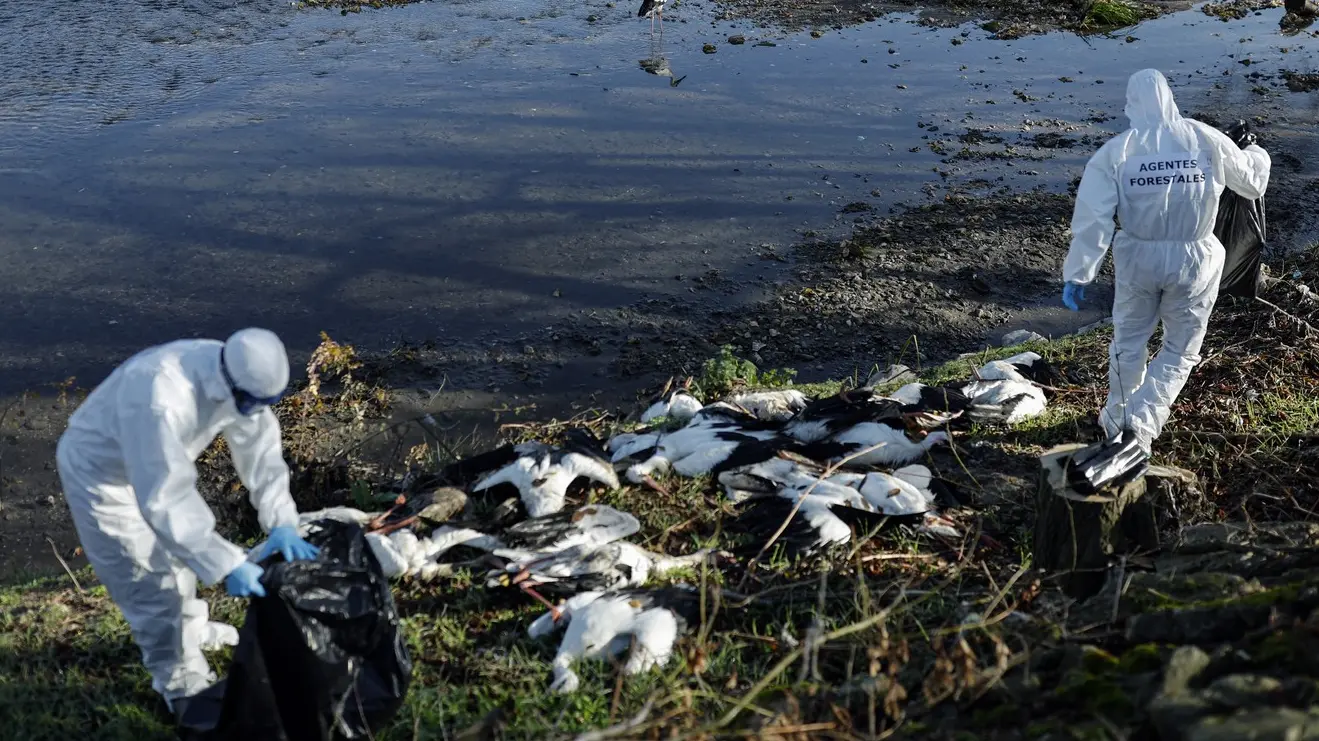 mrtve rode kraj madrida, 11 dec 2025 - profimedia-1058442571-693c6865ae066.webp