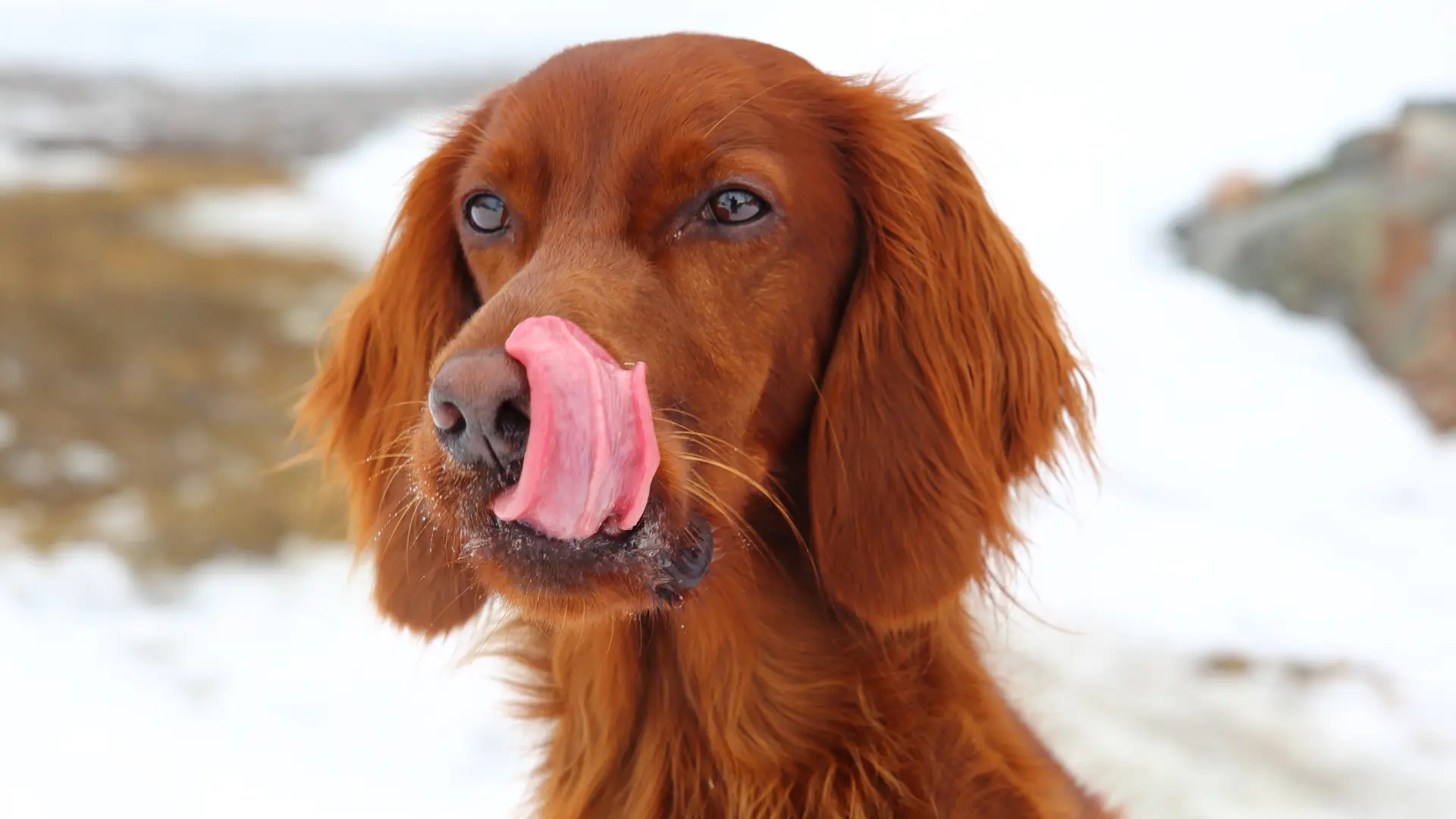 pas jezik-69394661a5bd5.webp