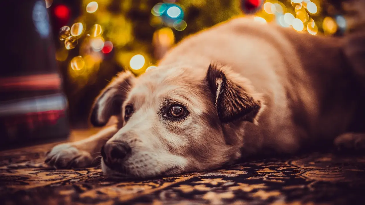 pas, petarde i pas-6955320bbd13b.webp