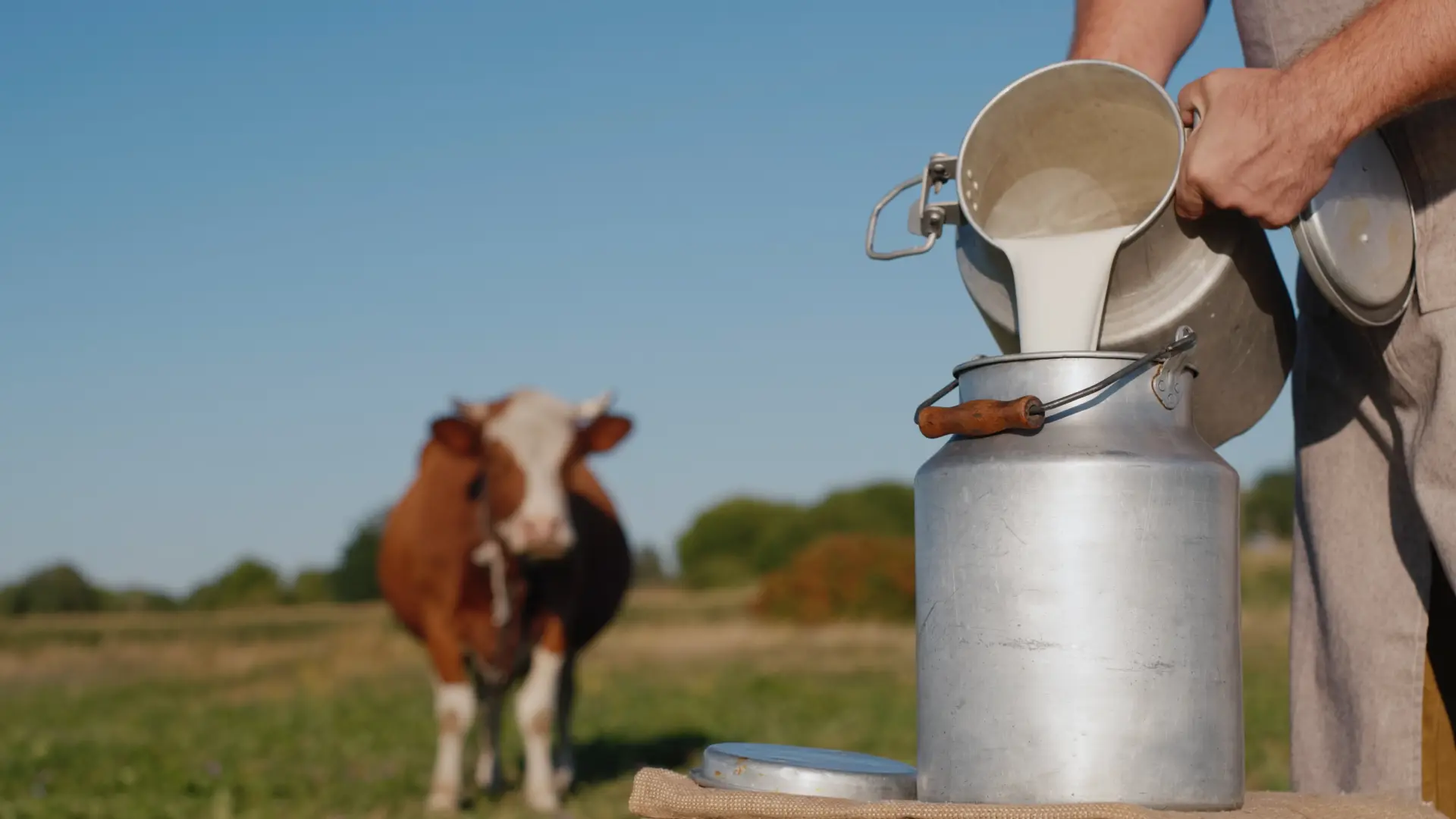 shutterstock, mleko, krava, otkup mleka, sočari-69501763ecf2d.webp