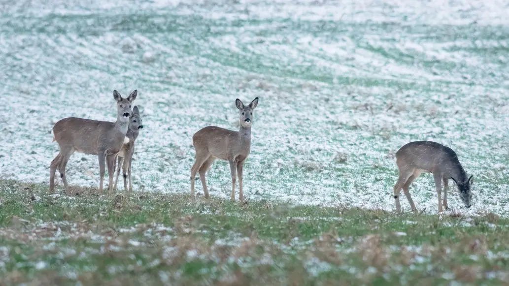 srna, srne - profimedia-0970439085-6936ffaf7f5f9.webp