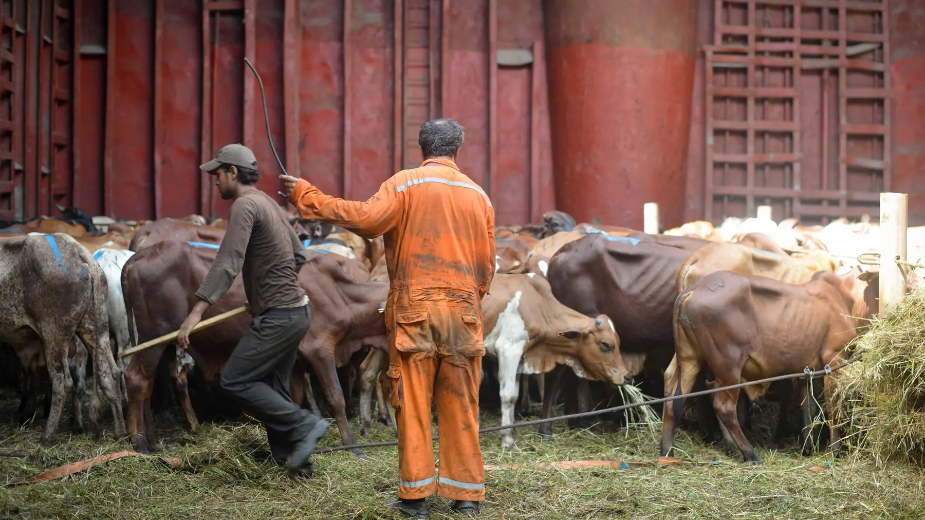 stočni brod za stoku, stoka - 29 okt 2015 - profimedia-0311177503-692eb3543fa87.webp