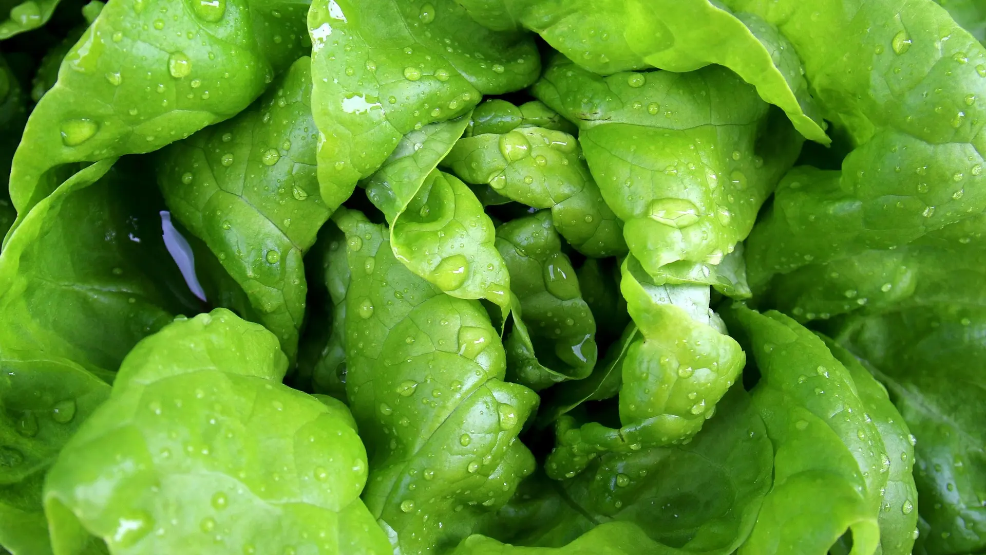 zelena salata povrće-6949058d72413.webp