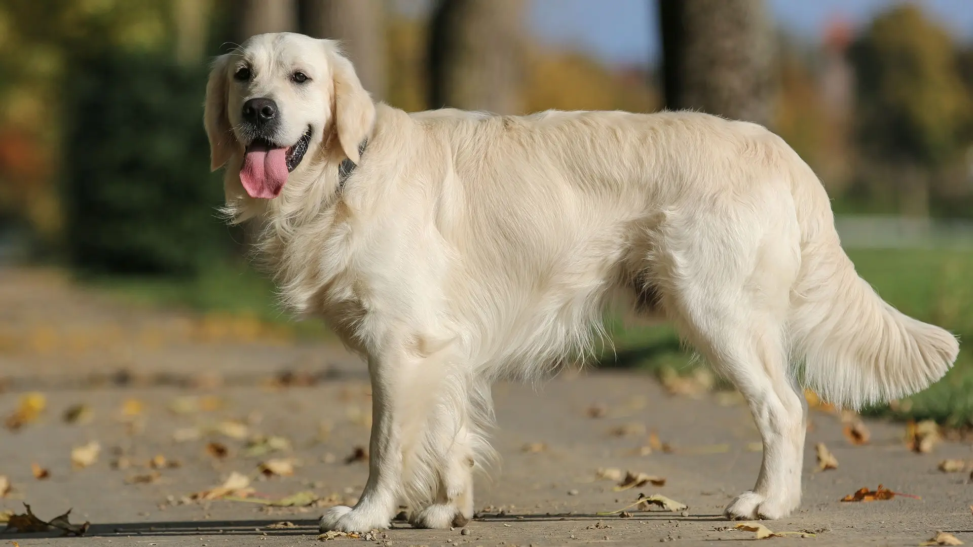 zlatni retriver pas psi  344-693bf50f5874a.webp