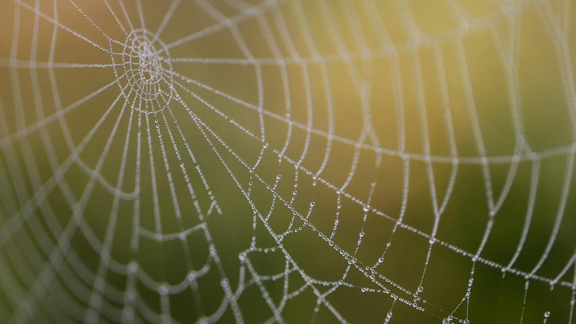 6 Pixabay paukova mreža-697cb5488e6bf.webp