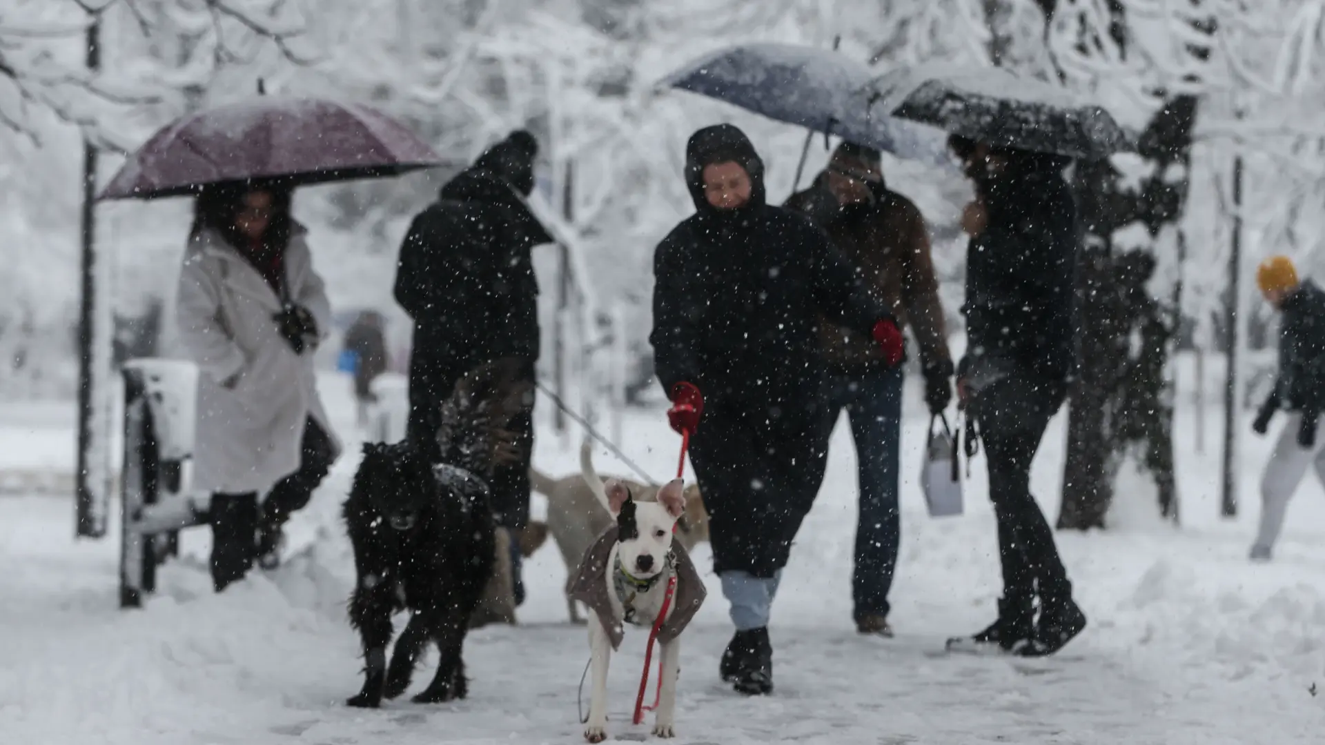 PXL, sneg, zima,, Beograd-695e0c2d19d89.webp