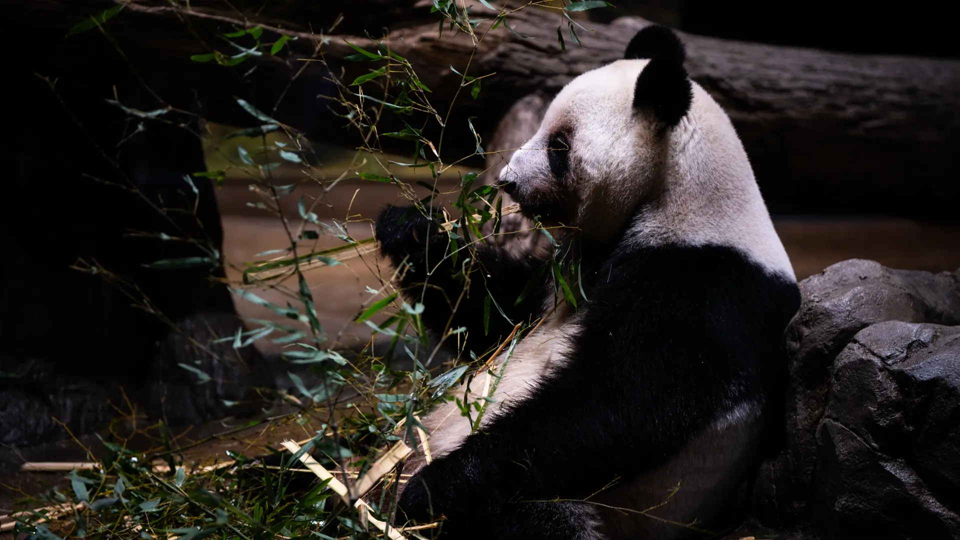 Panda, pande, Kina, Tanjug-69761aebd4f3b.webp