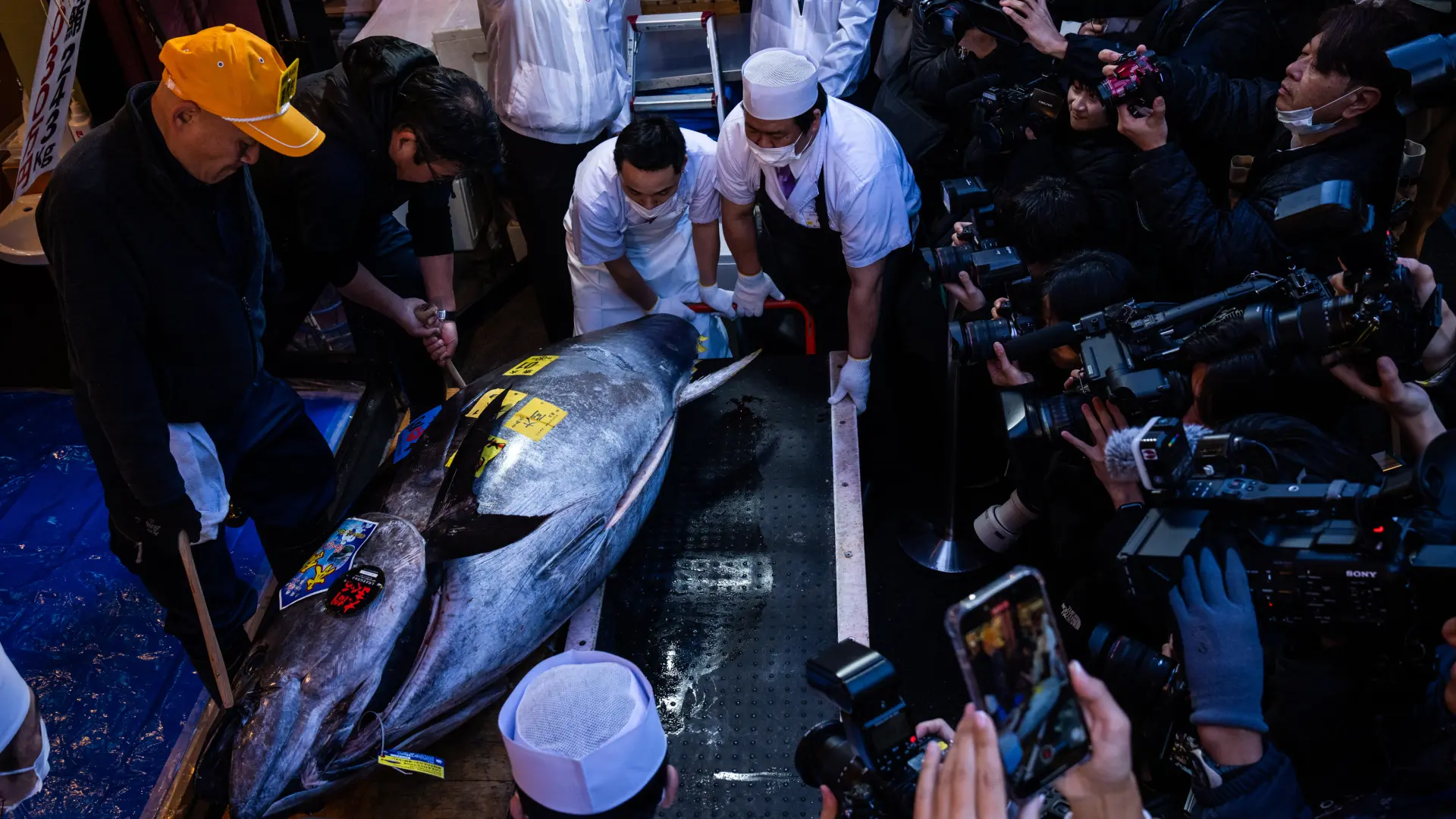 Tan2026-01-0503401681_9 plavorepa tuna japan aukcija AP PhotoLouise Delmotte-695b7962d30a0.webp