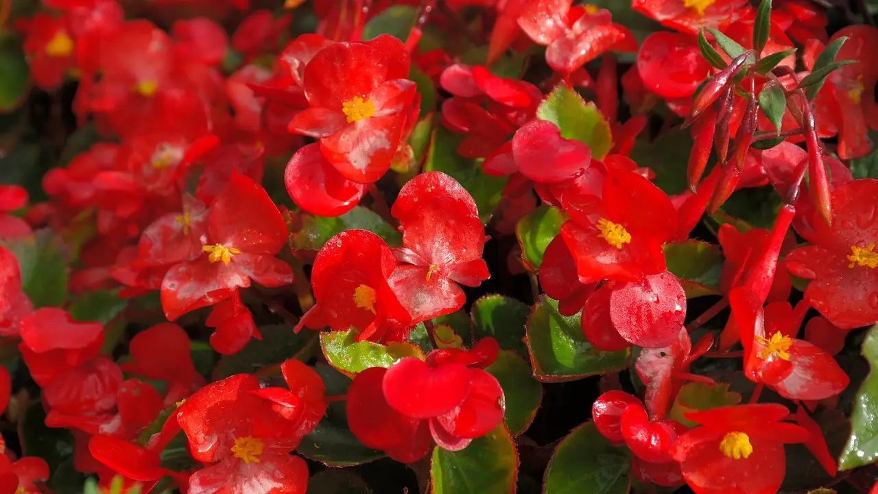 cveće, begonije-697773f5bcb06.webp