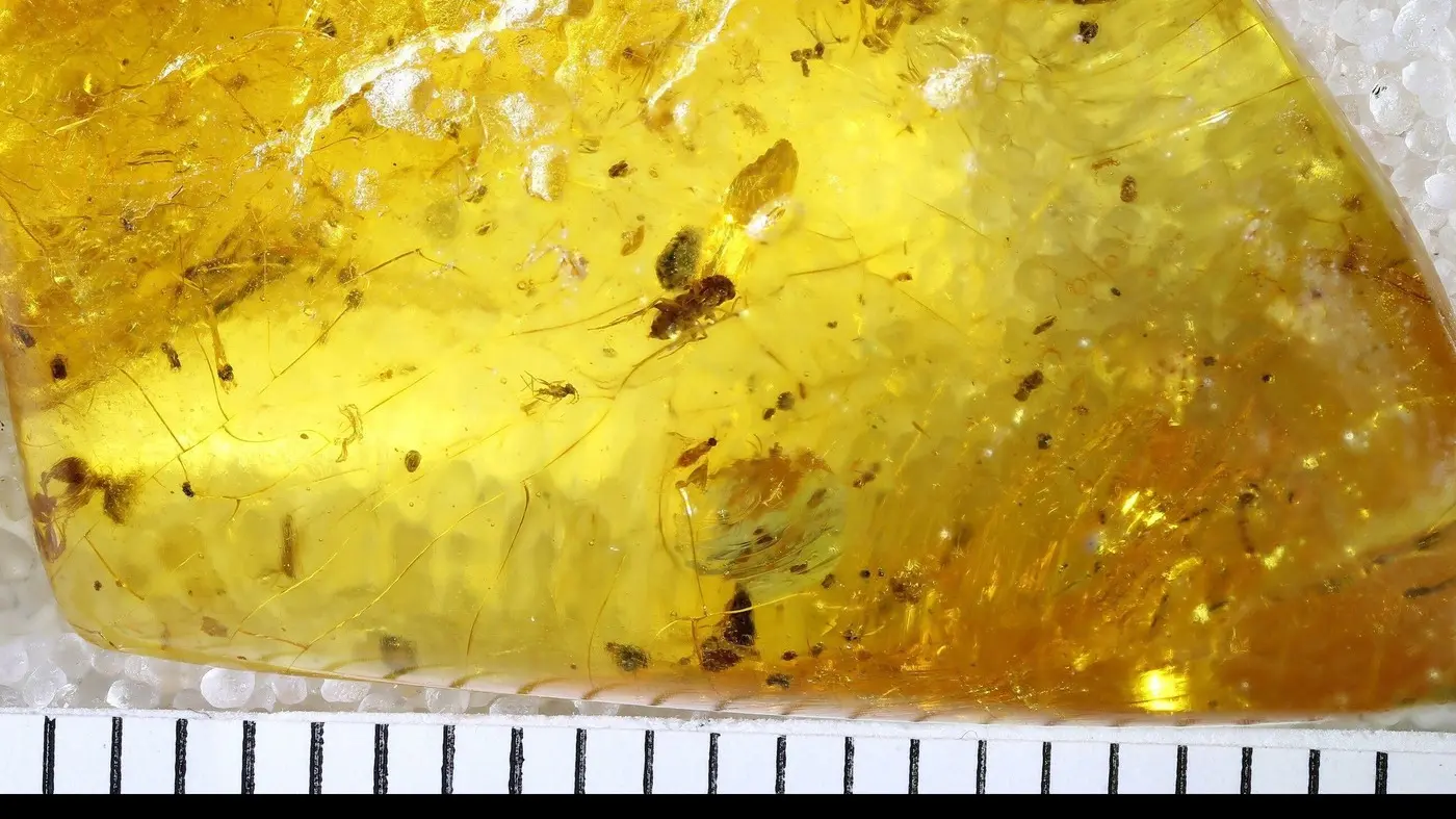 fosil mrava, 25 jul 2025 - profimedia-1025568760-697db14eaf543.webp