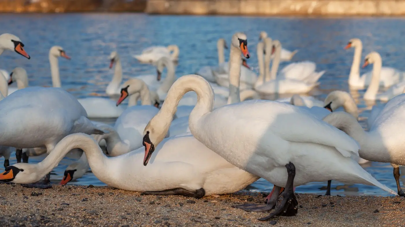 labudovi, 13 feb 2025 - profimedia-0963411916-696fc39265004.webp