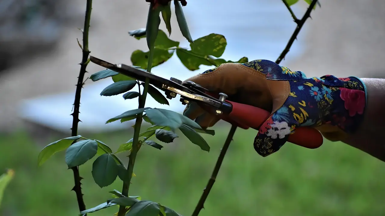 orezivanje biljaka-6979bfff3e94a.webp