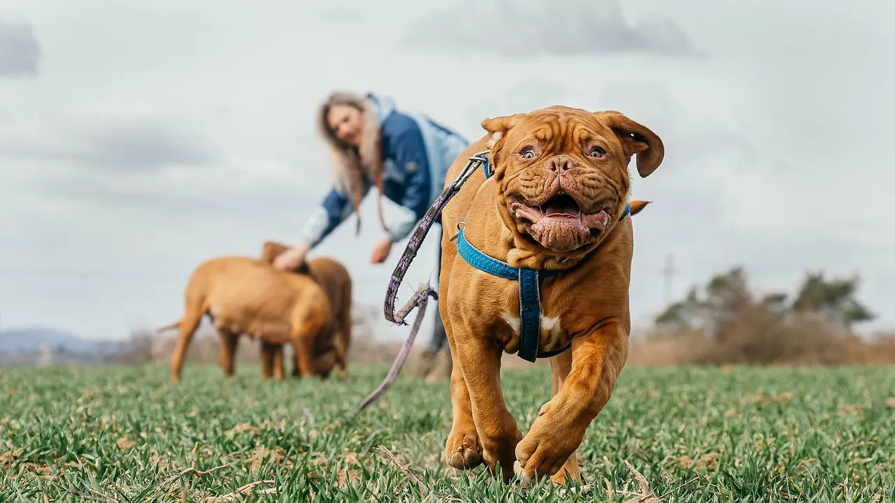 pas, pas trči-6967be122f3c0.webp