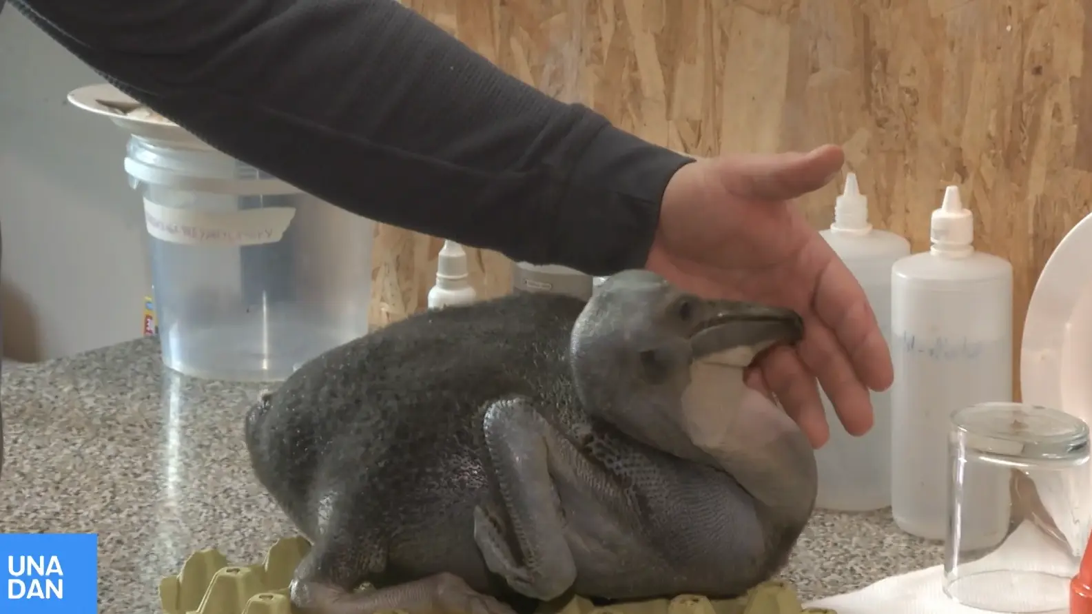 pelikan u beo zoo vrtu, 29 jan 2026 - UNA-697ba2baa0cf4.webp