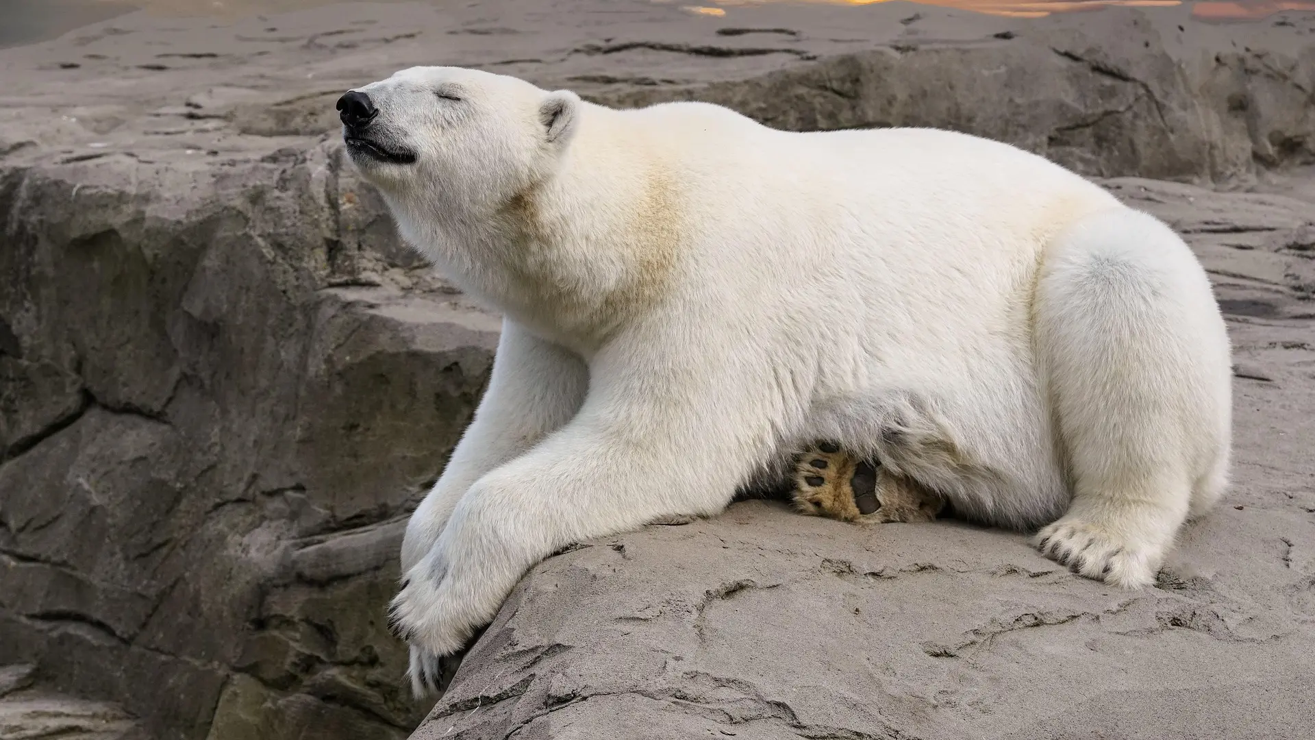 polarni medved beli pixabay-696e41ec97685.webp