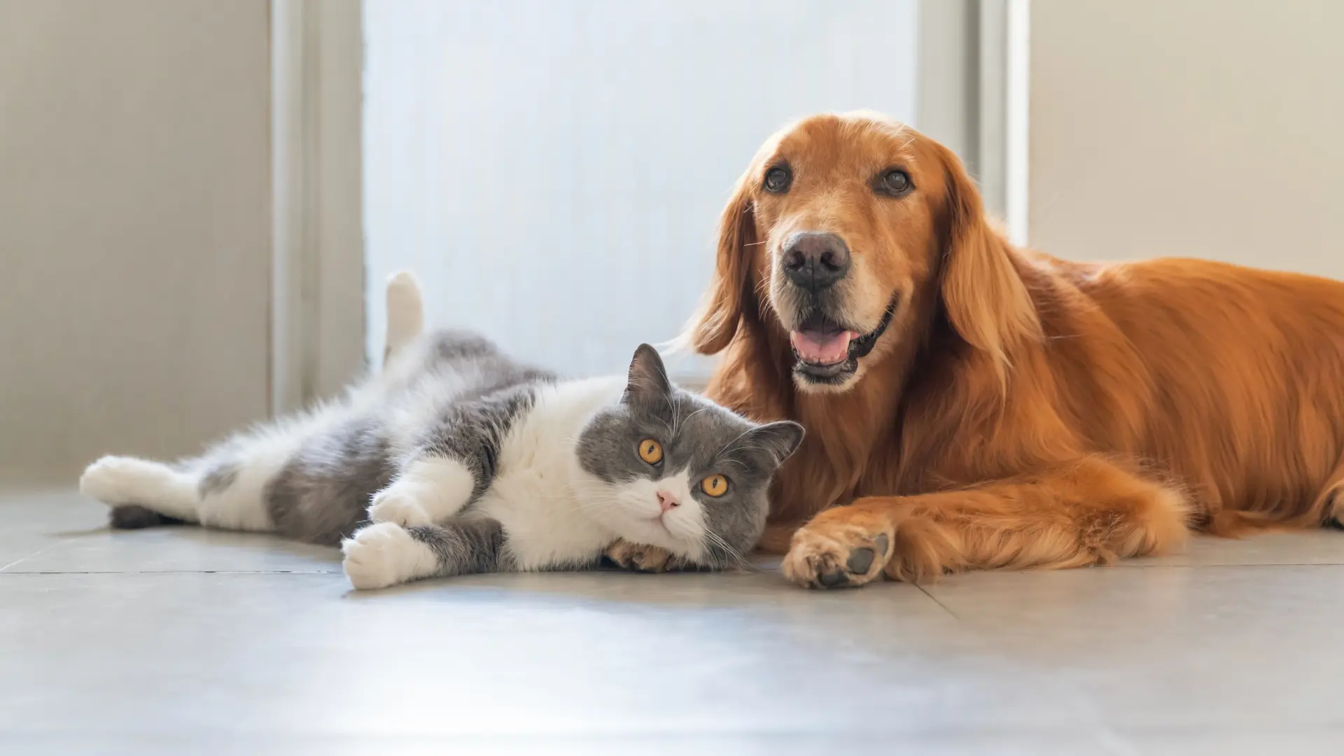 shutterstock_2171866725 pas mačka psi mačke ljubimac ljubimci kućni zlatni retriver-69711ed19aafb.webp